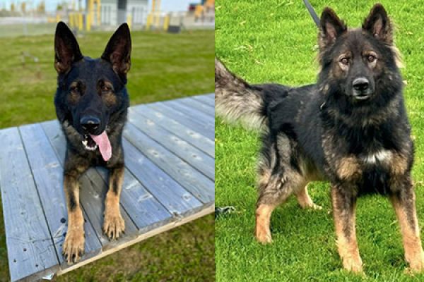 Nouveaux chiens policiers au SPVM !